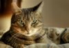 Болезни ушей у кошек: симптомы, лечение и профилактика