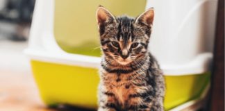Как давать котенку «Смекту» при поносе: действие, дозировка, рекомендации