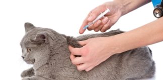 Как сделать укол кошке в холку: полная инструкция от А до Я