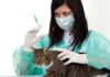 Как сделать укол коту под лопатку: особенности и техника проведения процедуры