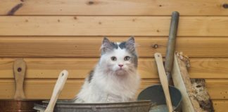Нужно ли мыть кошек: все тонкости водной процедуры