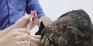 Укол собаке в бедро: все тонкости проведения процедуры (пошаговая инструкция)