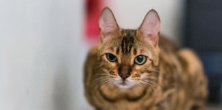 Чем кормить кошку при поносе – особенности лечебного питания