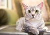 Понос у кошки после стерилизации: основные причины и меры борьбы