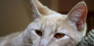Чумка у кошек: первые признаки, симптомы и лечение