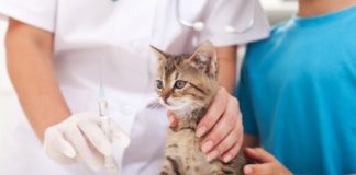 Как сделать укол котенку: советы и рекомендации