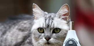 Почему и как кошки мурлыкают: разбираемся в привычном для кошек «деле»