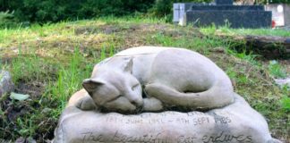 Как и где похоронить кошку: все традиционные и современные способы и правила