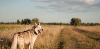 Что делать, если потерялась собака: полезные советы где и как искать