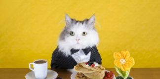 Чем кормить кастрированного кота: список разрешенных и запрещенных продуктов