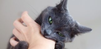 Можно ли заразиться бешенством, если поцарапала или укусила кошка: отвечаем подробно