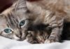 Почему кошки едят своих котят: основные причины каннибализма