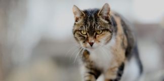 Почему кошки умирать уходят из дома: причины и правила поведения