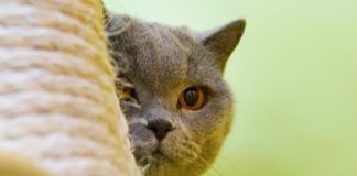 Где оставить кошку на время отпуска: варианты и важные советы