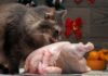 Можно ли кормить кошку сырой курицей: все особенности «кошачьей кулинарии»