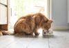 Можно ли кормить кошку куриной печенью: говорим о правильном питании и рационе