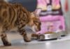 Можно ли кормить кошку только влажным кормом: факты и мнения специалистов