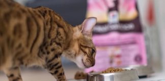 Можно ли кормить кошку только влажным кормом: факты и мнения специалистов