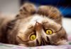 Рак молочной железы у кошки: классификация, симптомы, лечение на разных стадиях