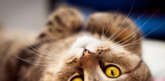 Рак молочной железы у кошки: классификация, симптомы, лечение на разных стадиях