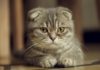 Рак желудка у кошек: причины, симптомы, лечение