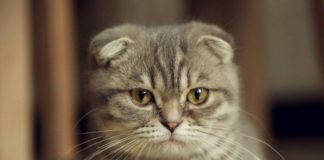 Рак желудка у кошек: причины, симптомы, лечение
