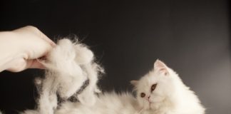 Чем кормить кошку, чтобы не лезла шерсть: здоровая кошка залог красоты и опрятности