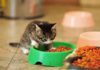 Можно ли кормить взрослую кошку кормом для котят: вся правда о «детском» корме