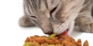 Как правильно кормить кошку сухим кормом: важные нюансы, которые помогут избежать ошибок
