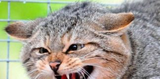 Инкубационный период бешенства у кошек: когда ждать первые симптомы заболевания