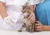 Осложнения у кошек после прививки от бешенства: характерные реакции и методы их устранения