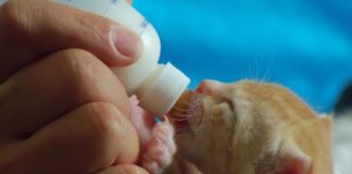 Можно ли кормить котенка детским питанием: уход и таблица питания питомца