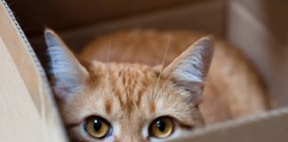 Как распознать стресс у кошки: симптомы, признаки, лечение