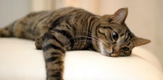 Отек легких у кота после кастрации: причины, симптомы, лечение