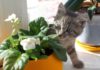 Как отучить кошку есть комнатные цветы и другие растения: воспитываем, отвлекаем, приучаем