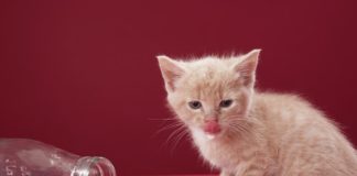 Возможен ли понос у котенка от молока?