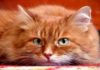 Кастрация кота в 4 года: плюсы минусы, последствия