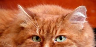 Кастрация кота в 4 года: плюсы минусы, последствия