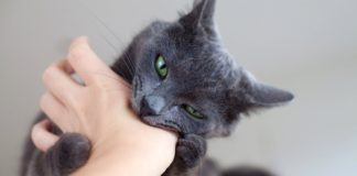 Как отучить взрослую кошку кусаться и царапаться: находим причину и решаем
