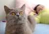 Как отучить кошку будить вас рано утром: советы и рекомендации экспертов