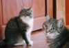 5 лучших советов отучить кошку выбегать в подъезд