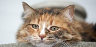 Стерилизация кота без кастрации: особенности, плюсы и минусы методик