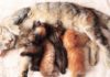 5 советов как отучить котенка от сосания кошки
