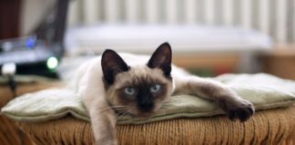 Кастрация кота на дому: подготовка питомца и помещения, проведение процедуры