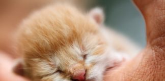 Понос у новорожденного котенка: причины, последствия, перва помощь