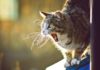 Почему кот орет после кастрации: 5 фактов, о которых вы не знали