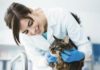 Кастрация кота без наркоза: плюсы, минусы, советы ветеринаров