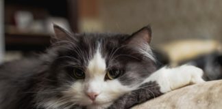 Температура у кота после кастрации: чем опасно изменение показателя