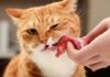 Можно ли кормить кошку сырым мясом: правила и стандарты кормления