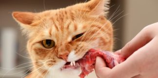 Можно ли кормить кошку сырым мясом: правила и стандарты кормления
